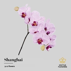 Phal Shanghai 65cm