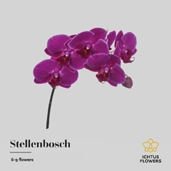 Phal T An STELLENbunch 45cm