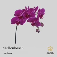 Phal T An STELLENbunch 65cm