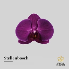 Phal An STELLENbunchCH