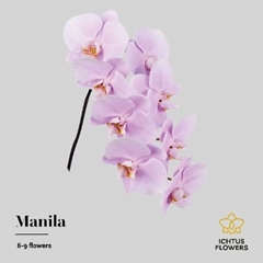 Phal Manila 55cm