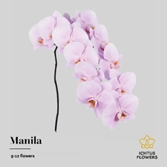 Phal Manila 75cm