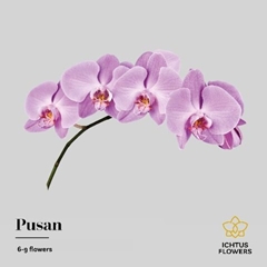 Phal T Anthura Pusan 55cm