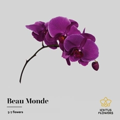 Phal Beau Monde 40cm