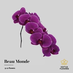 Phal Beau Monde 75cm