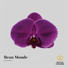 Phal Beau Monde