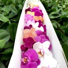 Phal Mixed