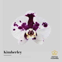 Phal Kimberley