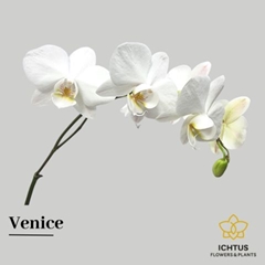 Phal Venice 40cm
