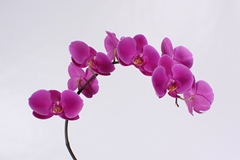 Phal T An Chiangmai 65cm