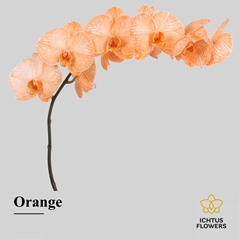 Phal Other Per Tak 55cm