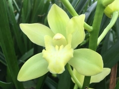 Cymb Mi Limoncello 60cm