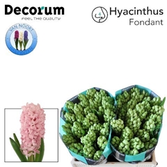 Hyac Fondant 30cm