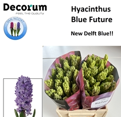 Hyac Blue Future 30cm