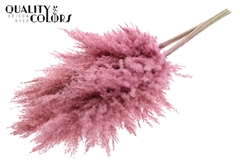 Pampas 1m Fr Pink 100cm