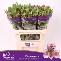 Alstr Panorama 75cm 60gram