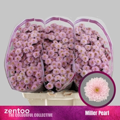 Chr S Miller Pearl 55cm 100g