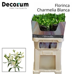 Alst Fl Charme Blanc 75cm 16+
