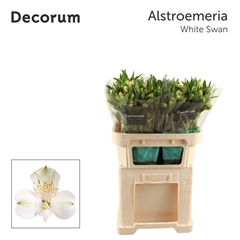 Alstr White Swan 75cm 80gram