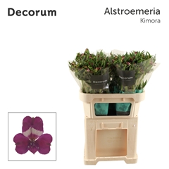 Alstr Kimora 75cm 75gram 6+