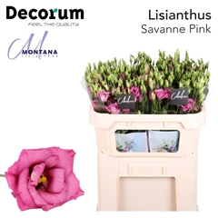 Eus G Savann So Pink 70cm