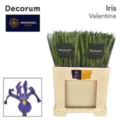 Iris Valentine 60cm 38gram