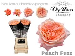 R Gr Peach Fuzz