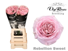 R Gr Rebellion Sweet