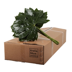 Fatsia Japonica Bs 50cm