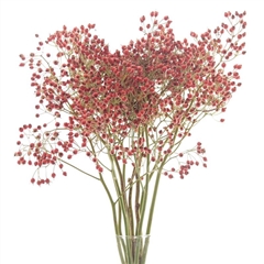 Rosa Prinsberry Fire 60cm