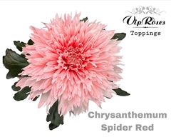 Chr G Spider Red