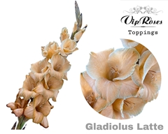 Glad Gr Latte