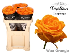 R Gr Wax Orange (60CM)