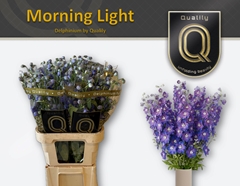 Delph El Delp Mornin 80cm 23