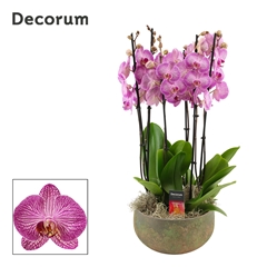 Phal Ov Paars 27Ø 65cm