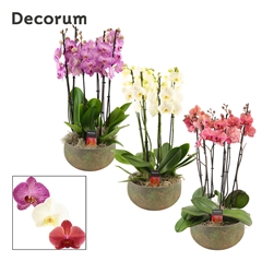 Phal Gem 2 Tak 27Ø 65cm