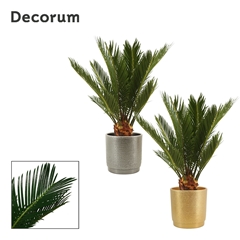 Cycas Revoluta 12Ø 45cm