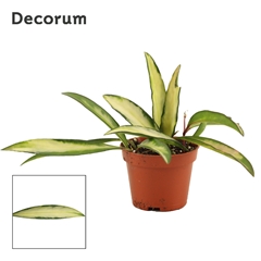 Hoya Wa Tricolor 6Ø 7cm