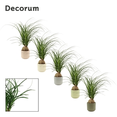 Beaucarnea Recur 12Ø 30cm