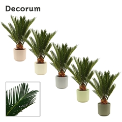 Cycas Revoluta 12Ø 45cm