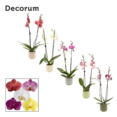 Phal Gem 2 Tak 12Ø 65cm
