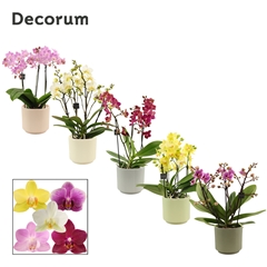 Phal Mf Gem 12Ø 35cm