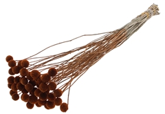 Crasp Dried Brown 50cm