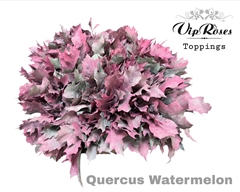 Quercus Watermelon