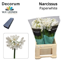 Narc Ta Ziva 45cm 25gram