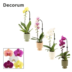 Phal Gem 2 Tak 12Ø 55cm