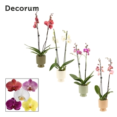 Phal Gem 2 Tak 12Ø 65cm