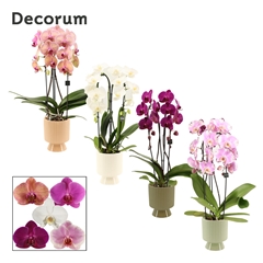 Phal Gem 2 Tak 12Ø 55cm