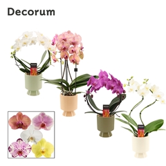 Phal Gem 2 Tak 12Ø 45cm