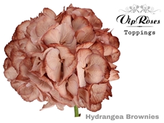 Hydr M Brownies 60 Cm